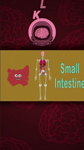 Functions of Basic Human Organs! | KLT Anatomy