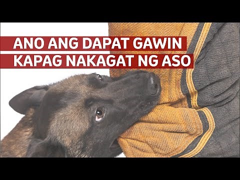 Ano ang Dapat Gawin Kapag Nakagat ng Aso?