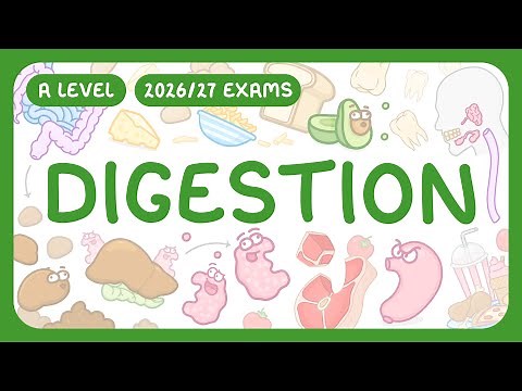 A-Level Biology - Digestion - Physical & Chemical | Structure of Digestive System (2026/27 exams)