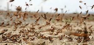 INSECT PROTEIN HAS GREAT POTENTIAL TO REDUCE CARBON FOOTPRINT