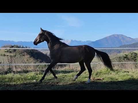 Etalon à la saillie | Akhal Teke | Cheval de 14 ans Kemput