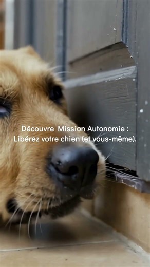 Votre chien vous suit aux toilettes C'est FINI !