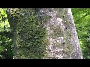 夏の庭漆（ニワウルシ）の木 Tree of Heaven (Healing video)