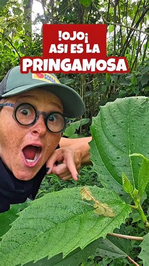 Ojo con el dato!!! La pringamosa, es una planta que se encuentra uno muy fácilmente casi en todas partes y causa una piquiña, unas pequeñas ronchitas (en algunas personas causa mas alergia que en otras, por ejemplo yo no puedo tocarla por nada del mundooooooo) Y por eso reconocerla es tan importante, para evitar alergias. Tampoco es pa que la erradiquemos y empecemos a machetiarlas; Al contrario, hay que dejarlas quieticas, dejar cumplir su trabajo en el ecosistema y aprovechar su sabiduría y la