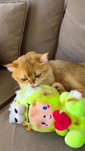 Who Needs an Alarm When You Have a Cat? 🐱😂 #shorts