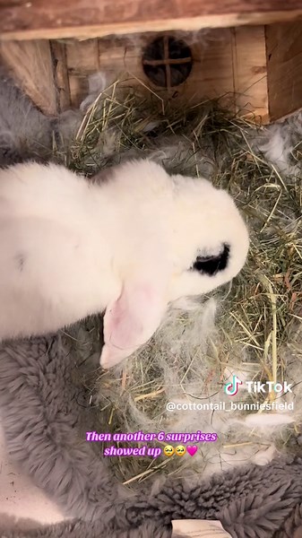 cottontail_bunniesfield on TikTok