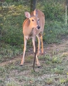 21K views · 66 reactions | WATCH: Hungry Deer Feasts On Snake For real doe ... Have you ever seen a deer eating a snake? One unlucky snake became lunch for this hungry deer, who opted for some meat rather than its usual diet of plants. Twitter user Science Girl said this unexpected predator role reversal can happen "if food is scarce or they lack minerals such as calcium and phosphorus," forcing deer to eat meat. Video Credit / The Bearded Bowman | 10 News Queensland | Facebook