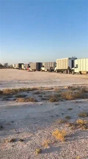 8.8K views · 222 reactions | Today’s 285 mile race in Mexico 27,417 birds released! | Ken Easley | Facebook