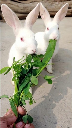 “Rabbits Eating Food Happily 🐰🥕” #rabbit