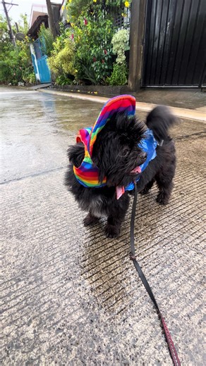 Fun DIY Raincoat for Your Furbaby