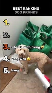 Ranking The BEST Dog Pranks