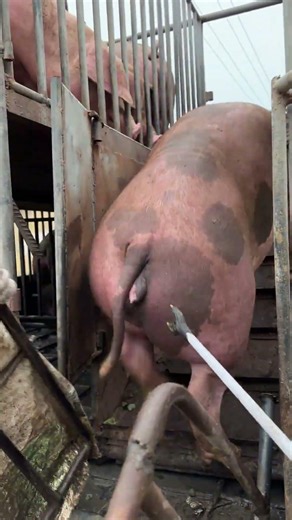 Pig Farmer Safely Loading Pigs into a Truck | Educational Purpose Only