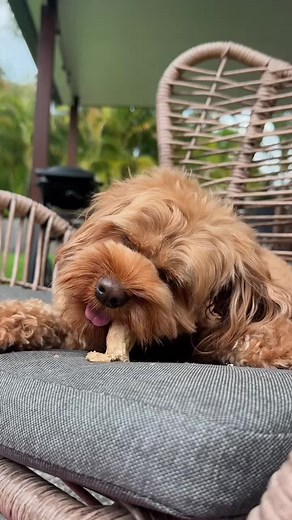 Limpieza dental para perros: cuellos de pollo deshidratados