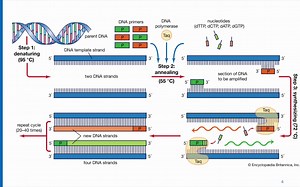 PCR Primer Design【PCR引物设计】