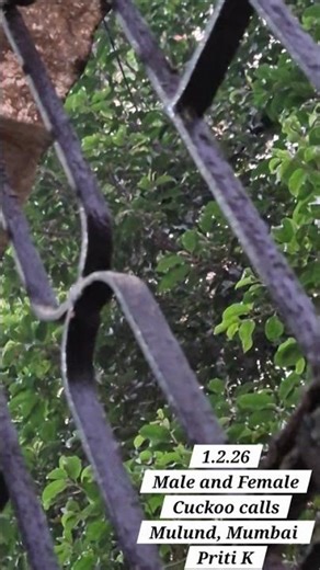 1.2.26 Male and Female Cuckoo calls in the office Love