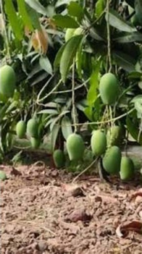 Mango Farming 🍋🌳Mango Farming from Planting to Harvest | Complete Guide#trending #viral #mango #farm