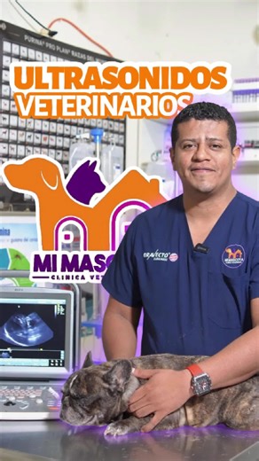Ecografías veterinarias: Cuida la salud de tu mascota