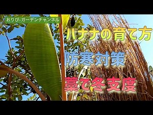【バナナ】🍌の【防寒対策】藁で冬支度！バナナに雪☃積もってます