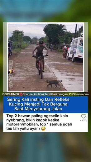 Sering Kali insting Dan Refleks Kucing Menjadi Tak Berguna Saat Menyebrang Jalan
