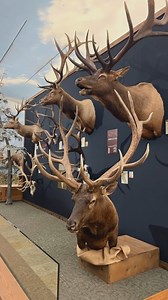 What's inside the Johnny Morris' Wonders of Wildlife Museum right now? The largest selection of impressive big game trophies, world-class displays, and more. Learn more at --> https://www.boone-crockett.org/big-game-awards | Boone and Crockett Club