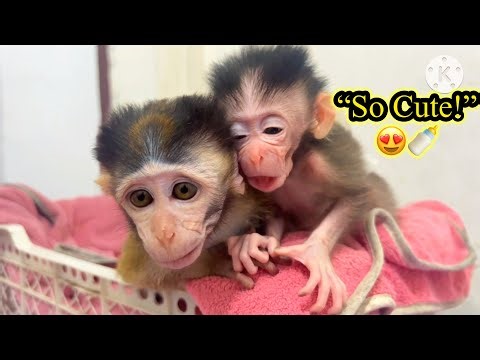 "Rare Whisper: Orphan Baby Monkey Begs Cici for Milk in the Sweetest Way Ever 🐒🍼❤️"