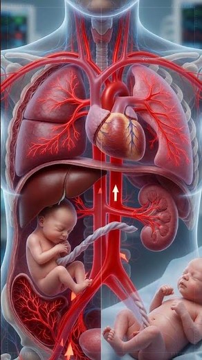Neonatal Circulation Transition: How a Baby's Blood Flow Changes After Birth in 3D