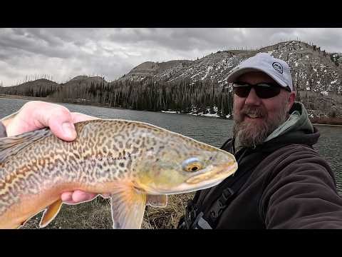 High Country Tiger Trout