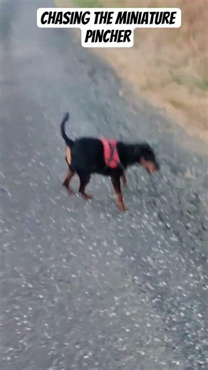 Stop chasing me say's the miniature pincher