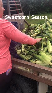 Farmers Lucie and Rich are out here picking and packing sweetcorn right now. Great weather opportunities this weekend for your families preserving! $10 a backers dozen, $35 = 1 bushel, $55 = 2 bushels. Ask away with any questions or tips for freezing! | Little Green Wagon