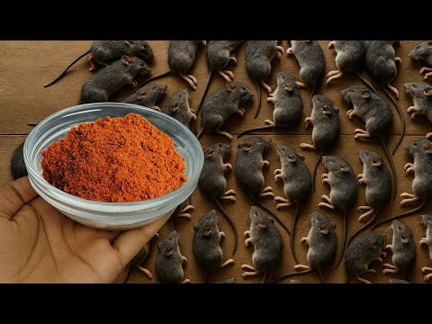 Just 3 Drops and Mice and Rats are permanently gone! Do This Hack NOW🔥