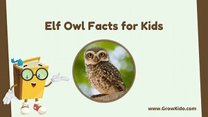 11 Amazing Elf Owl Facts for Kids [UPDATED Facts]
