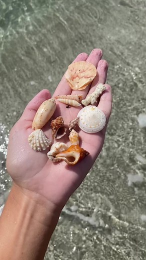 Florida shell hunting is so fun #shellhunting #floridashells