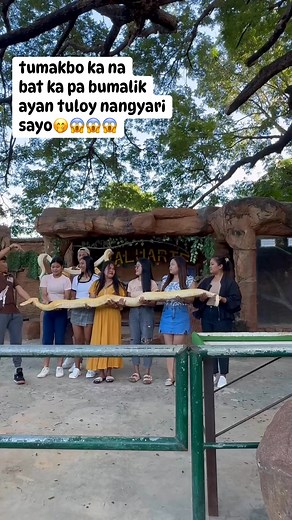 hindi lang isa😱😱 #snakechallenge #pythonchallenge #baluartezoo #fbreelsvideo #adsonreels #StarsEverywhere #everyone | Gemma Mesa Angeles
