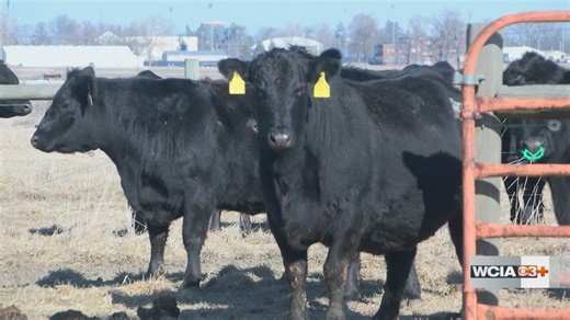 ‘Cattle have a built in heater’: U of I Extension specialist shares how cows keep warm in frigid temperatures