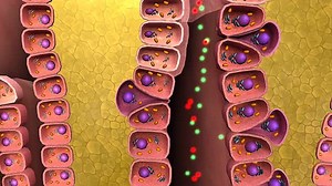 Mechanism Of Digestion Of The Human Stomach