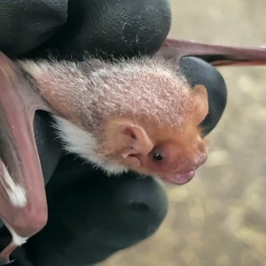 Welcome to the refuge little red bat pup! . . #charismaticmicrofauna #easternredbat #austinbats #urbancanopybats #backyardbats #batslivehere #batsaregoodneighbors #batshaveintrinsicvalue #givebatsabreak #dontblamebats | Austin Bat Refuge
