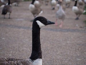 Much Ado About Goose Doo, But What To Do: Block Talk