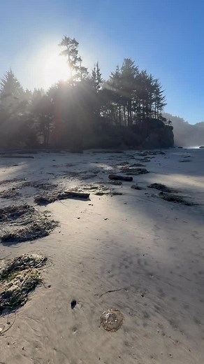 Be careful if you see these jelly pancakes on the beach‼️🪼 These are actually jellyfish. The jellyfish in this video are called Pacific Sea Nettles. They are a stinging species of jellyfish with a mild sting. Keep in mind, jellyfish can sting even when they are not alive. Also, ￼everyone reacts to jellyfish venom differently, so never touch them! Instead, go to a tide-pool and try to locate a Green Sea Anemone. They are actually related to jellyfish, but without the painful stings! They are saf