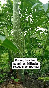 Porang adalah Emas hijau yang biasa membuat para petani jadi miliarder #porang #petani #petanimuda #petaniindonesia #kebun #budidaya | Ayu Indriyati