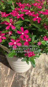 ニチニチソウフェアリースター満開！ #shorts #ガーデニング #園芸 #植物 #冬越し #鉢植え #サントリーフラワーズ