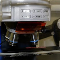 视频: 通过粒子跟踪微流变学对生物膜的机械性能进行原位映射