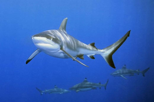 Grey Reef Shark