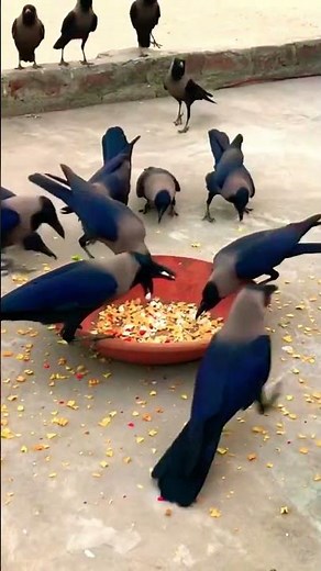 Crows Sounds #crow_tube #edit