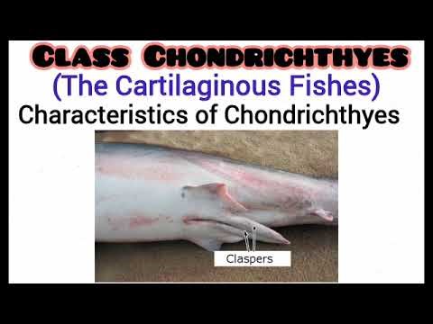 Class Chondrichthyes (Cartilaginous fish)