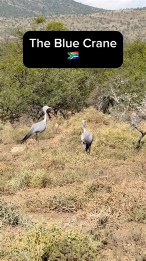 The blue crane, also known as the Stanley crane is the national bird of South Africa.