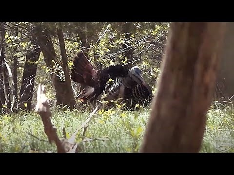 RUN AND GUN 101 (Turkey Hunting Instructional on Eastern Gobblers in the Hardwoods)
