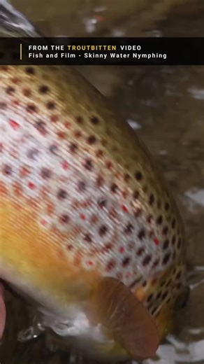 VIDEO: Fish and Film - Skinny Water Nymphing. Find it on Troutbitten YouTube and the website. Fishing is a story . . . During some of the lowest water I've seen in our area, I chose to nymph the skinny stuff on a tight line. But instead of fishing fine and far off, I started with a drop shot of medium weight. Later, I mixed in a tracking approach with a single, light nymph. A couple hours in, I streamer fished a long flat, to test the trout's response. And I finished the morning with some nice t