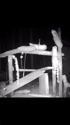 Smart Wild Mouse - just look #mouse #wildlife #mice #animals