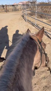 We ponied Hope out on trail with a rider on her. She loves it out on trail. She is a super cute chocolate palomino mare. Hope has a nice mellow personality. #lthhope #sometimeswerescueqh #chocolatepalomino | Love this Horse, Equine Rescue Inc.