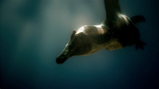 The underwater hunting technique of a Spinosaurus